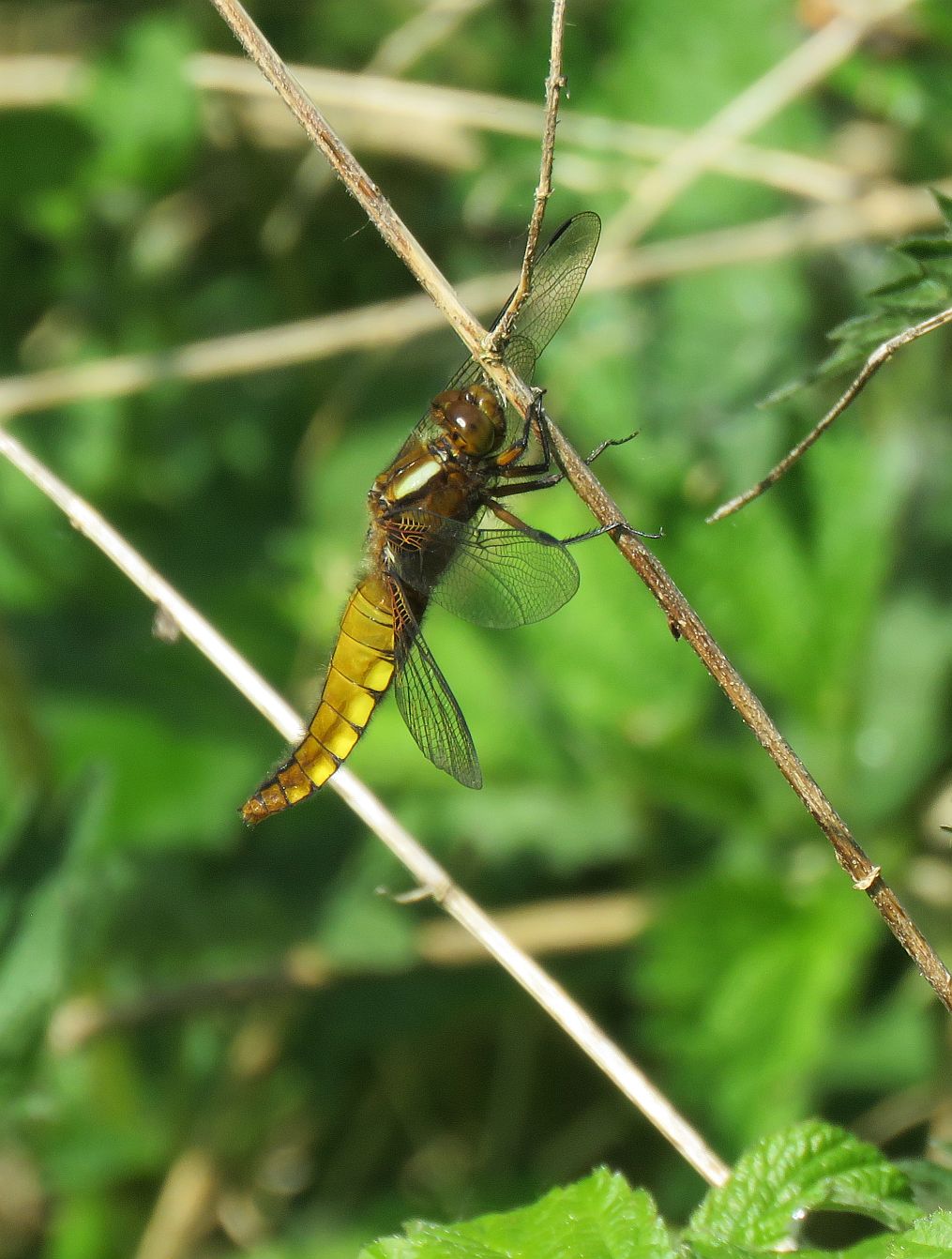   Female Broad bodied Chaser  